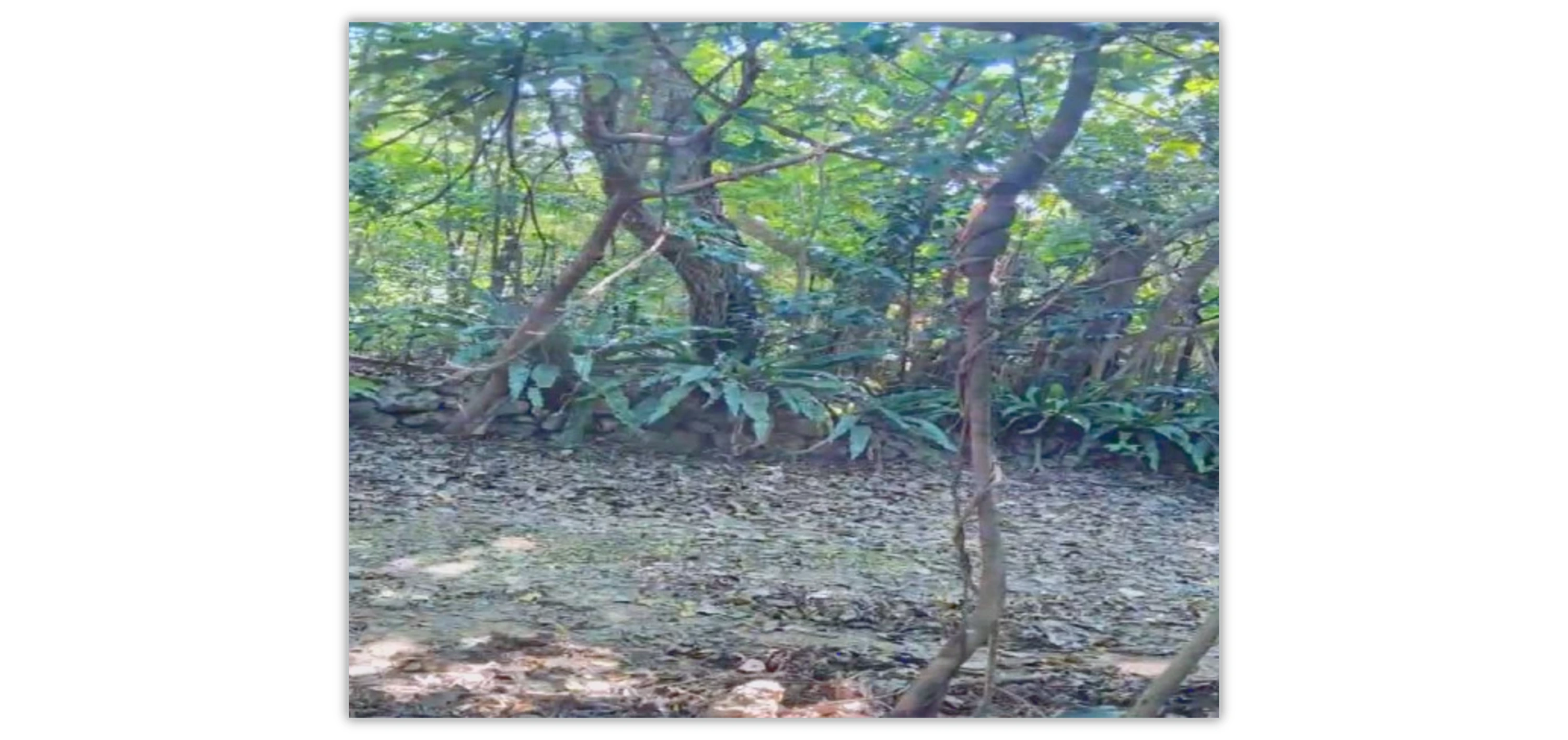 土地（字野底東田原177）の物件写真 4